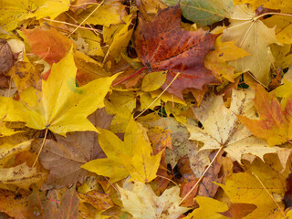Bright yellow and orange maple leaves, wet from the rain, lie on the ground after leaf fall in autumn