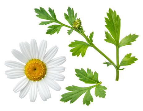 Close-up shows a daisy with white petals and yellow center, along with green stem and leaves on a black backdrop