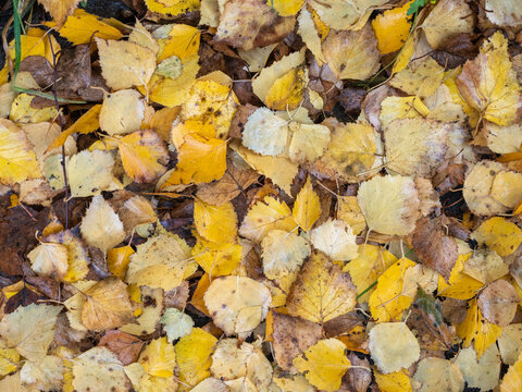 Yellow bearch leaves lie on a wet path in a park after rain in autumn