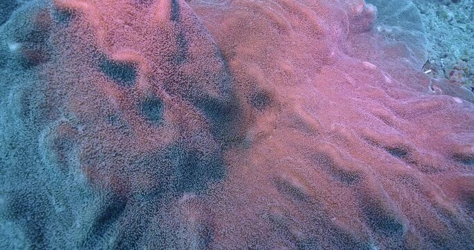 Unidentified colonial polyps in current.