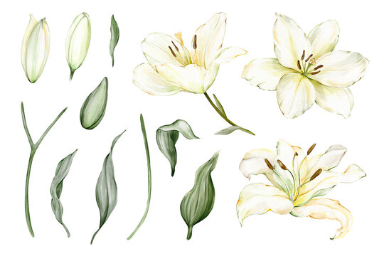 Set of isolated white lily clipart: flowers, buds, leaves and stems. Watercolor hand drawn isolated botanical elements for composing bouquets, frames, invitations, memorial and faith inspired designs.