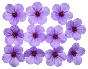  Top-Down View of Purple Flower Bloom with Visible Stamens, isolated on transparent background