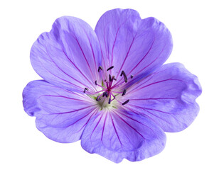  Cluster of Small Purple Flowers with Long Stems, Angled Side View, isolated on transparent background