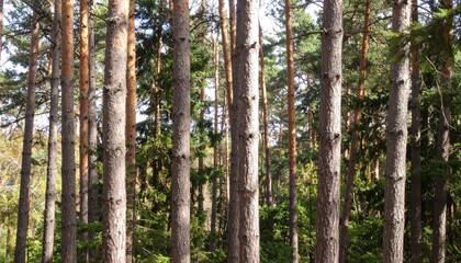 Dense woodland filled with tall tree trunks creating natural forest pattern