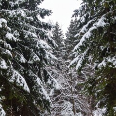 Evergreen conifer forest covered with snow showing natural seasonal beauty