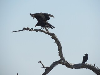 A turkey vulture and a crow sit in an old dead tree.