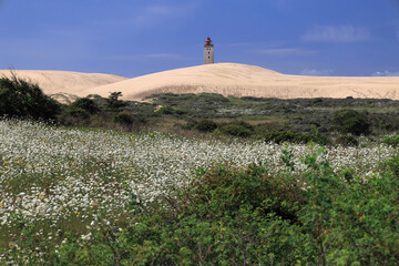 Landscape photo with a view of the Rubjerg Knude lighthouse (also known as the "Lighthouse in the Dunes") with sand dunes and meadow with white flowers in the foreground near Lokken in Denmark