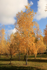 Delicate birch trees with orange leaves in autumn