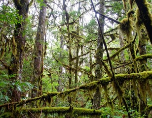 Forest with lichen-covered branches in a high-humidity temperate rainforest under soft diffused light