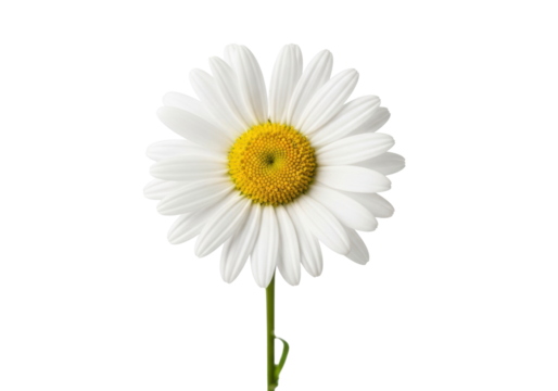 A single, transparent daisy with a vibrant yellow core, razor-sharp focus, and macro details, perfectly isolated on a seamless transparent studio background with no shadows, concept of natural