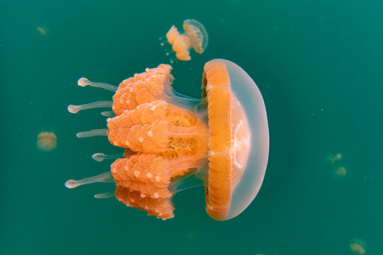 jellyfish in Lenmakana lake