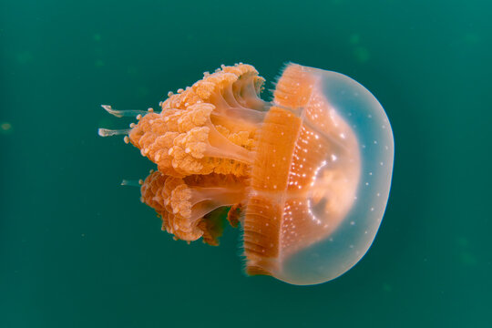 jellyfish in Lenmakana lake - Powered by Adobe