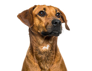 Adorable brown dog portrait, looking upwards with attentive eyes against a clean black background