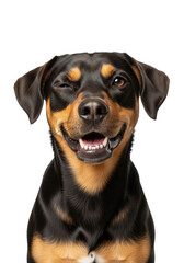 Playful mixed breed dog with glossy dark brown and tan fur winking, wide smile showing teeth, in a bright studio with transparent background, ample copy space, humorous concept