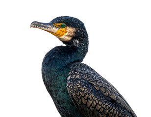 Cormorant bird portrait against a black background, showcasing its blue-black plumage and bright eye