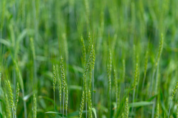 The Lush and Vibrant Green Millet Fields in Their Early Growth Stage During the Season