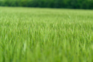 A Vibrant Green Grass Field with Soft Blurs in Background Creates a Beautiful Scene