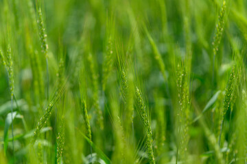 Lush green grass thriving in its natural habitat, showcasing vibrant ecosystems and biodiversity