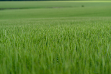 Expansive Lush Green Field of Grass Bathed in Gentle and Soft Light Creating Serenity