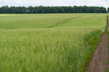 A Lush Green Wheat Field with a Dirt Path Stretching Beneath a Beautiful Cloudy Sky