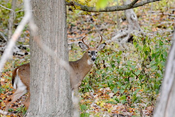 White-tailed deer buck standing in the woods in Ontario, Canada.