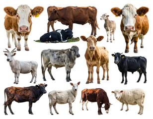 Cows stand together, a variety of colors and breeds, isolated from background on a black background