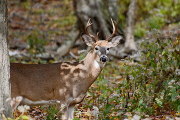 White-tailed deer buck standing in the woods in Ontario, Canada.