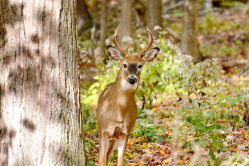 White-tailed deer buck standing in the woods in Ontario, Canada.