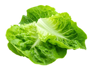 Crisp, fresh green lettuce leaves layered against a black background showing texture and light play