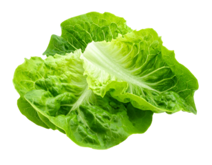 Crisp, fresh green lettuce leaves layered against a black background showing texture and light play