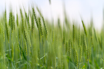 Lush and Vibrant Green Grass Flourishing Beautifully in Natures Warm Embrace and Serenity