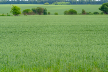 Obraz premium A Beautiful Lush Green Agricultural Field Beneath a Clear and Bright Sky This Sunny Day
