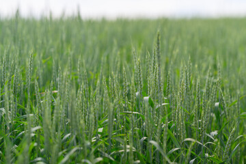 A Vibrant Lush Green Wheat Field Drenched with Bright Dew Droplets at Early Dawn Light