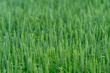 Lush Green Grains Growing Abundantly in a Beautifully Cultivated Field of Agriculture