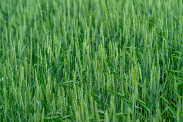 Lush Green Grains Growing in a Vibrant and Beautiful Field Under the Bright Sunlight