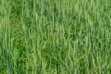A Lush Green Wheat Field That Is Fully Prepared and Ready for the Upcoming Harvest Season