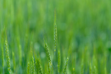 Lush Green Grass Experience the Serenity and Beauty of Nature in a Flourishing Field