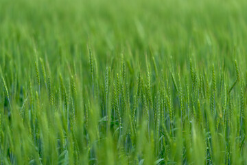 A Beautiful Lush Green Wheat Field Stretching Under an Endless Clear Blue Sky Above