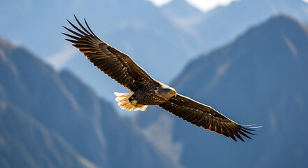 Obraz premium Eagle Soaring Sky Wings Spread Mountain Landscape Bird of Prey Flight Freedom Wilderness Wildlife Predator Natural Environment Conservation