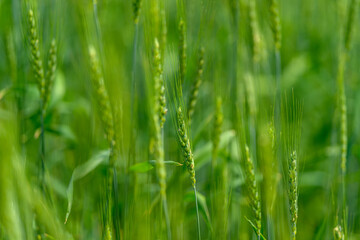 Lush, Vibrant Green Grass Field Showcasing the Early Growth Stages of Flora and Plants