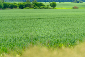 Lush and Vibrant Green Agricultural Fields Spread Across an Expansive Rural Landscape Scenery