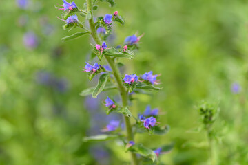 Vivid and Vibrant Blue Wildflowers are Blooming in a Beautifully Lush Green Field of Beauty