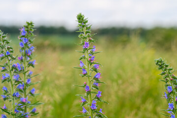Gorgeous Purple Wildflowers Blooming in a Lush Green Field, Embracing Natures Beauty