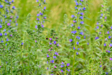 The Vibrant Wildflowers Blooming in a Lush Green Field Create a Breathtaking Scene