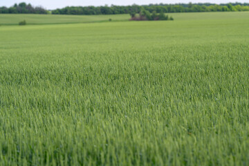 Lush green fields stretching endlessly under a beautifully clear blue sky all around