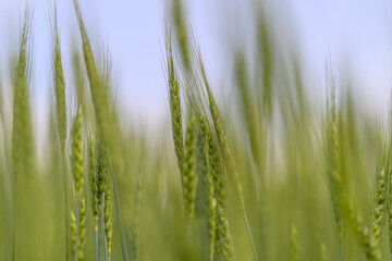 A Beautiful and Lush Green Wheat Field Bathed in Bright Daylight under a Clear Blue Sky