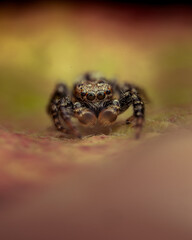 Jumping spider closeup face, jumping spider, the spider is eating insects, insect closeup