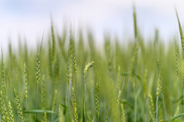 A Beautiful, Lush Green Wheat Field Sprawling Out Beneath a Clear Blue Sky Above Me