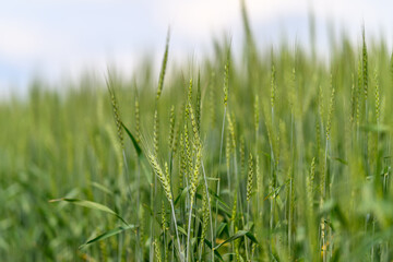 A Beautiful Lush Green Wheat Field Under Clear Blue Skies, Ideal for Agriculture and Biodiversity