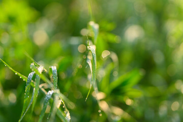 Radiant Morning Dew Resting Gently on Lush and Vibrant Green Grass in a Serene Landscape